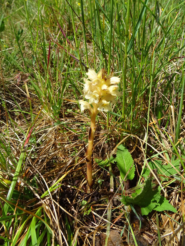 probabile: Orobanche salviae